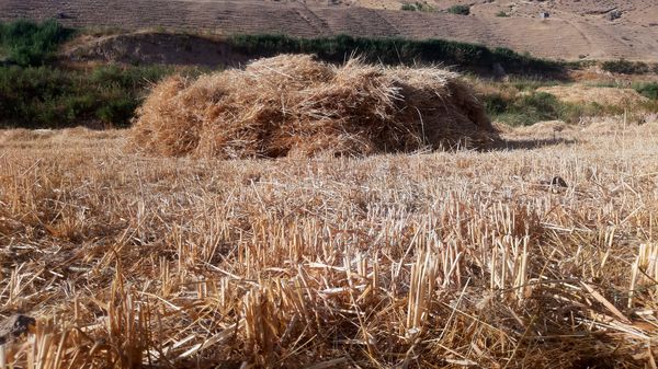 برداشت گندم در روستای بیدله