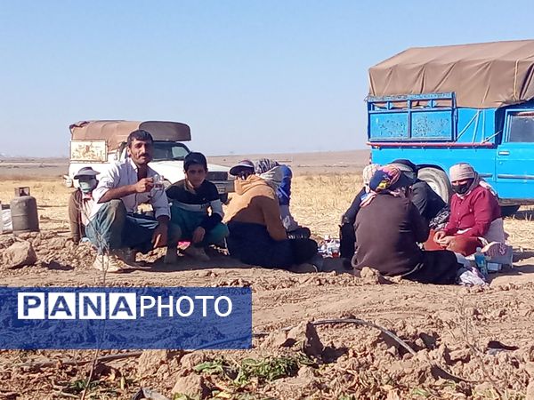 برداشت چغندر قند از مزارع دشت گل آغاز شد