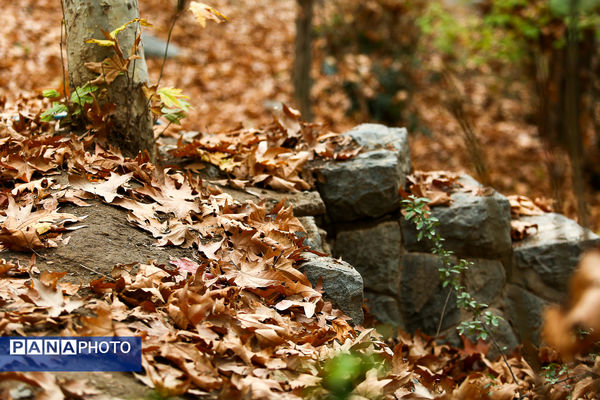 پاییز خیال انگیز در پارک جمشیدیه