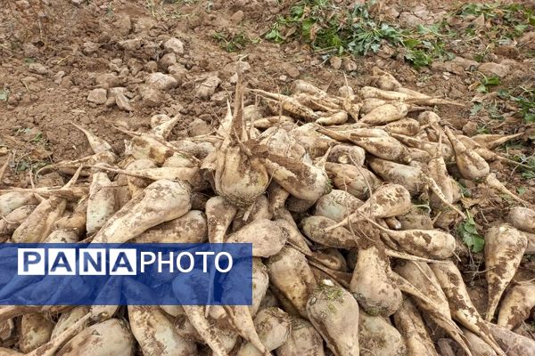 برداشت چغندرقند در روستای مفرنقا