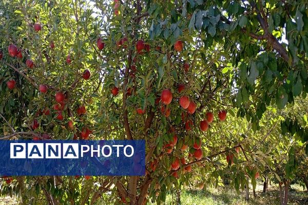 فصل برداشت میوه های پاییزی در شهر زیبای بار نیشابور.