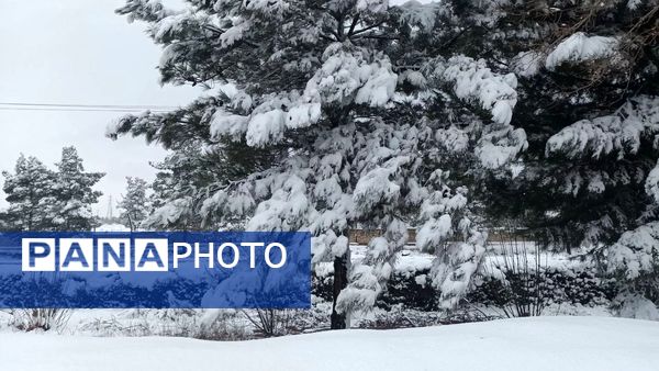 بروجن در پوشش سفیدی برف