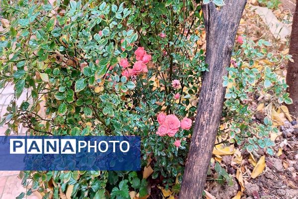 اولین باران پاییزی قابی شفاف از پاییز  رنگارنگ را در شهر زیبای بار رقم زد