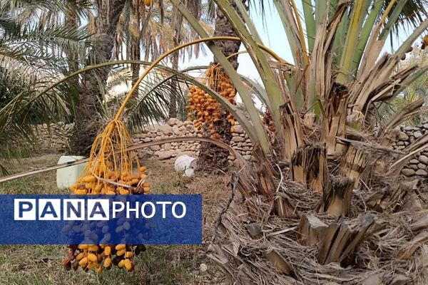 برداشت خرما در شهر رویدر 