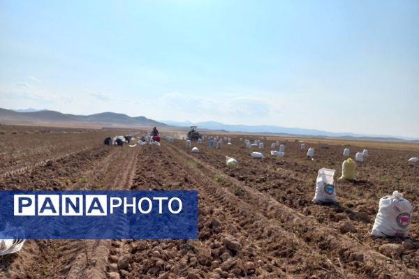 برداشت محصول سیب زمینی در روستای داغیان