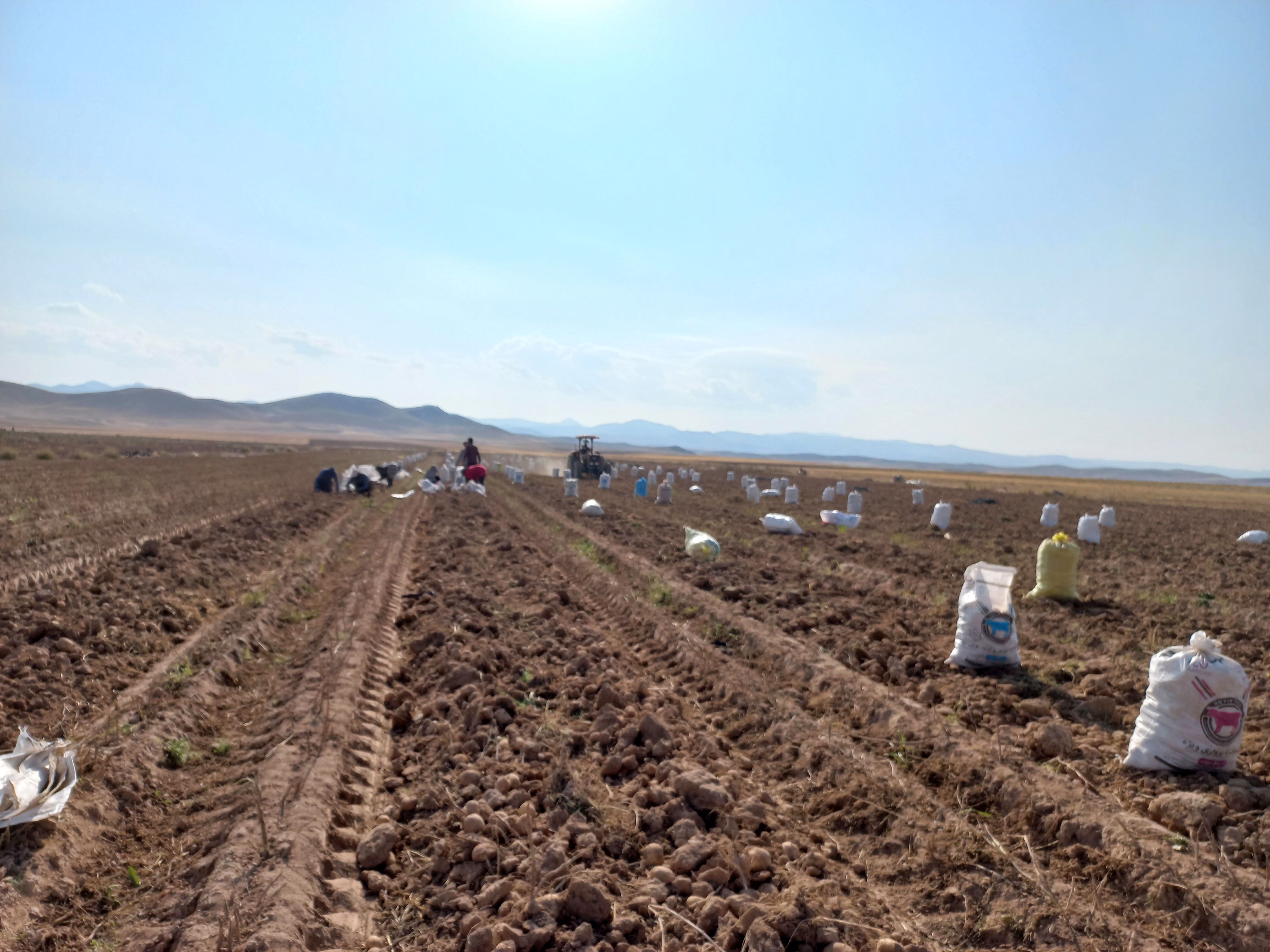 برداشت محصول سیب زمینی در روستای داغیان