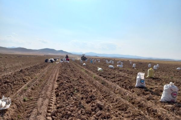 برداشت محصول سیب زمینی در روستای داغیان