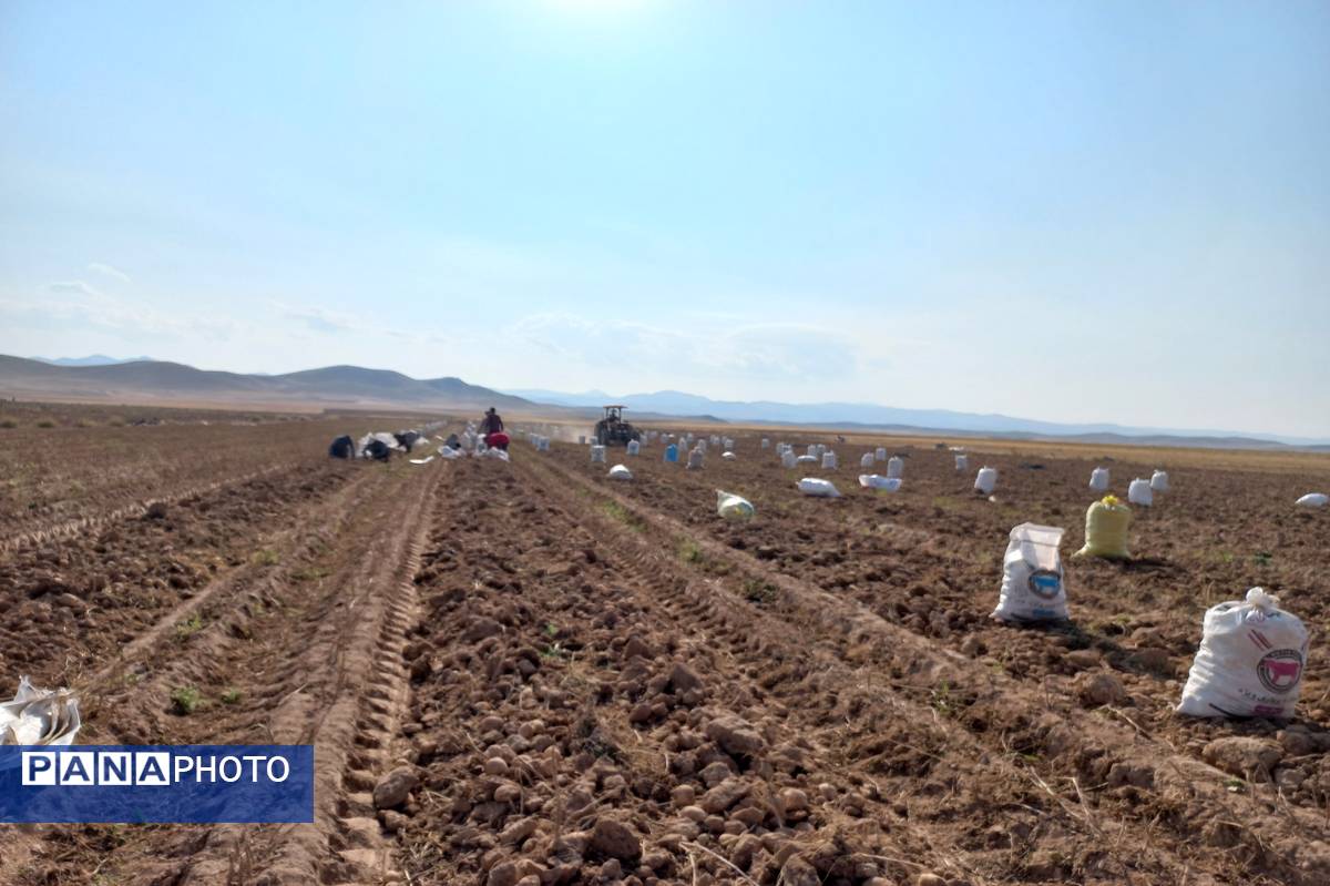 برداشت محصول سیب زمینی در روستای داغیان