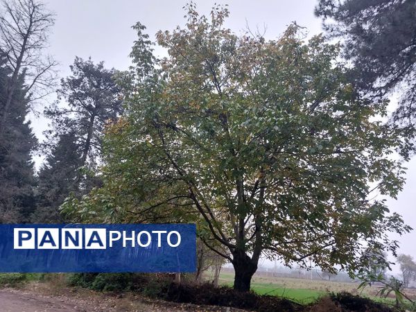 کردکوی، سرسبزترین شهرستان گلستان