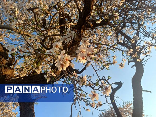 طبیعت با شکوفه‌های رنگارنگ به استقبال نوروز آمد