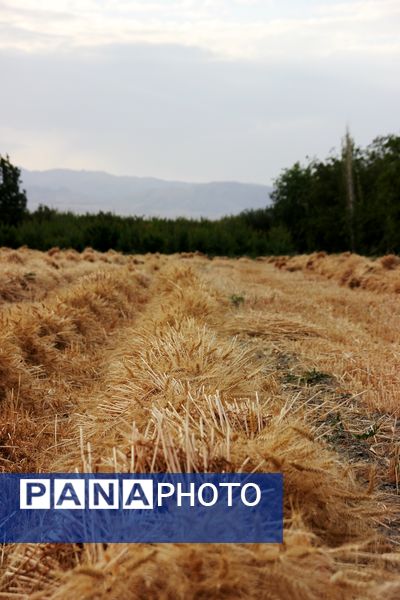 آغاز برداشت گندم در شهرستان ارومیه