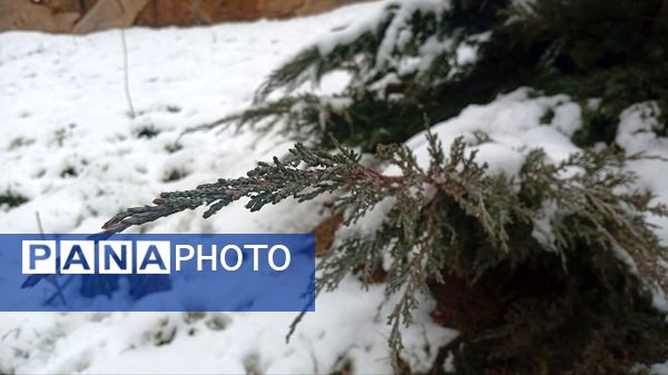 گرداب بن زیر چتر سپید برف