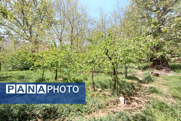 جلوه‌هایی از طبیعت تابستانی خلجستان و جعفرآباد قم