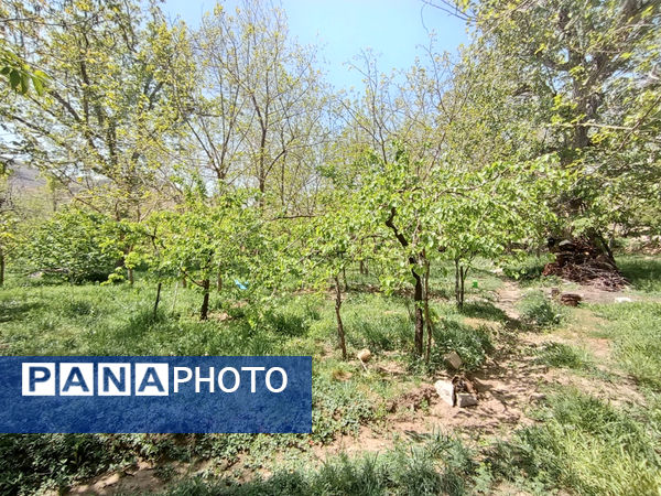 جلوه‌هایی از طبیعت تابستانی خلجستان و جعفرآباد قم