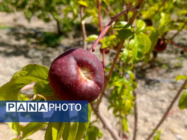 میوه‌های خوش‌رنگ و لعاب بهاری در روستای مارکده