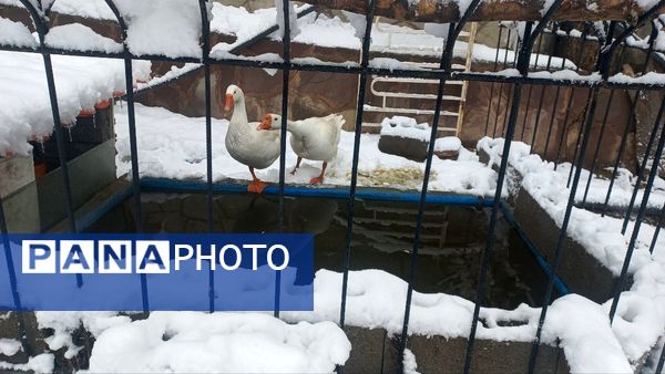 بارش برف در ارتفاعات شاندیز