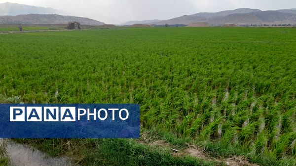 برنج‌کاری در لردگان؛ نماد زندگی و فرهنگ محلی