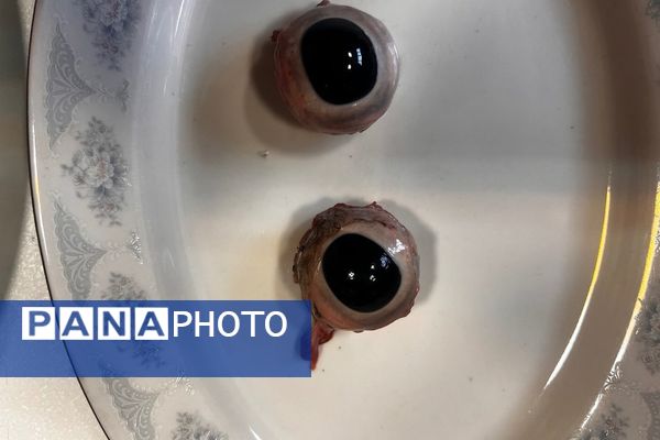 ویژه‌برنامه روز آزمایشگاه در دبیرستان پروفسور رزاقی کهریزک 