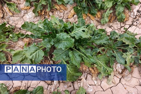 برداشت چغندرقند در روستای مفرنقا