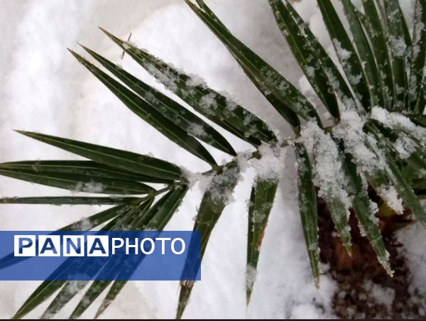 برف زمستانی، مهمان شهرستان کیار