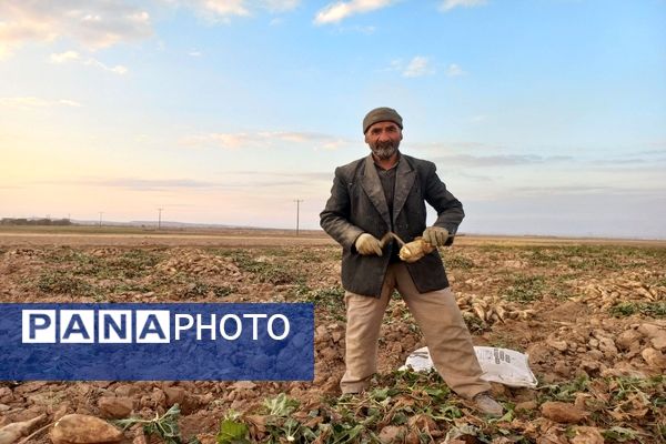 برداشت چغندرقند در روستای مفرنقا