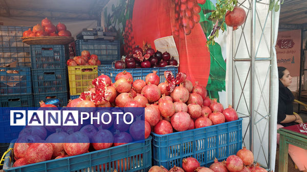 یاقوت سرخ اراک در جشنواره انار به نمایش درآمد