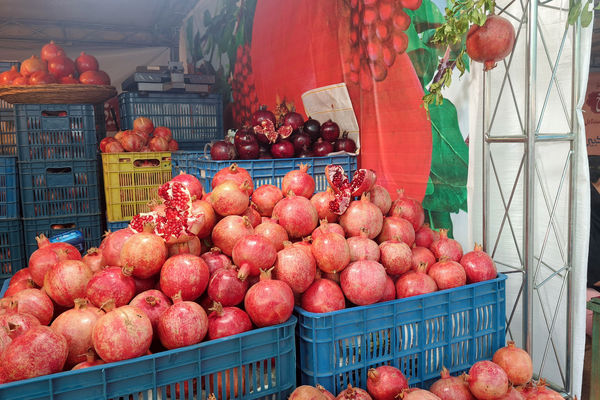 یاقوت سرخ اراک در جشنواره انار به نمایش درآمد