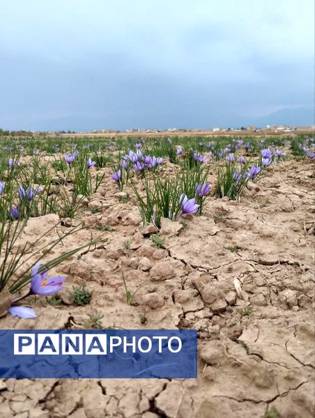 فدافن روستایی که زعفرانش با تشنگی خاک قصه‌ای تلخ نوشت