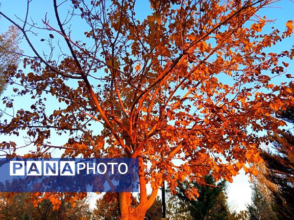 طبیعت زیبای کاشمر در پاییز