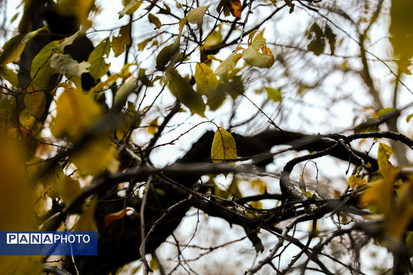 پاییز خیال انگیز در پارک جمشیدیه