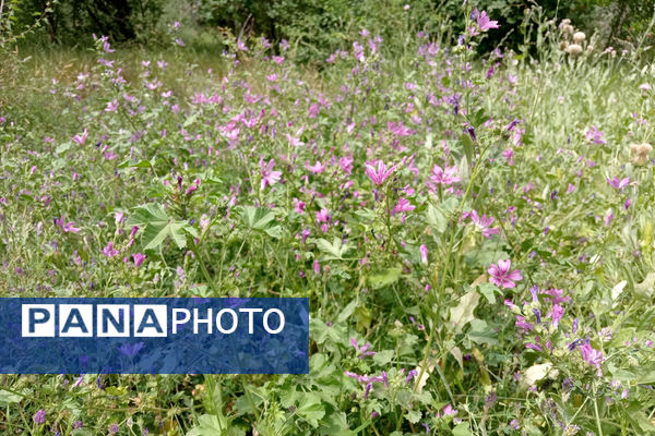 جلوه‌هایی از طبیعت تابستانی خلجستان و جعفرآباد قم