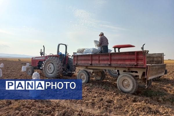 برداشت محصول سیب زمینی در روستای داغیان