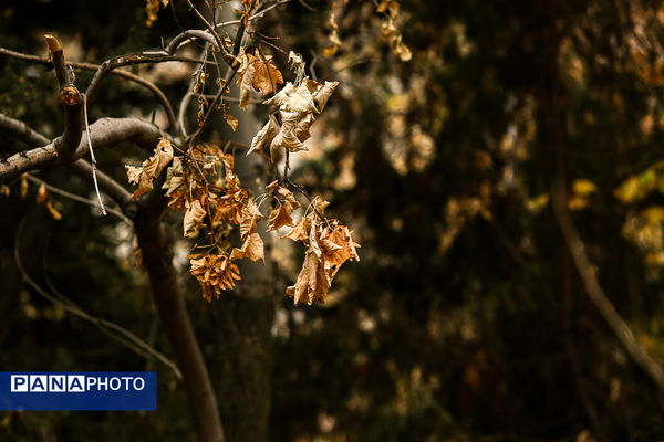 پاییز خیال انگیز در پارک جمشیدیه