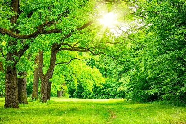 ارتباط دانش‌آموزان با طبیعت به کاهش استرس و افزایش تمرکز کمک می‌کند