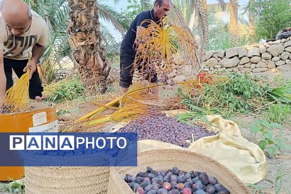 برداشت خرما در شهر رویدر 