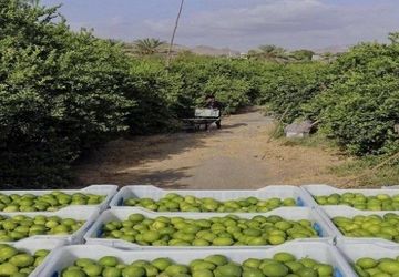 دومین جشنواره لیموترش در شهرستان رودان