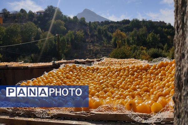 فصل زیبای پاییز در شهر بار نیشابور 