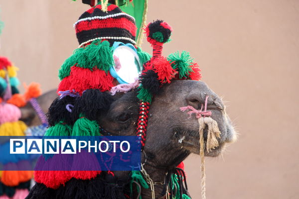 کاروان نمادین حضور امام رضا (ع) در یزد