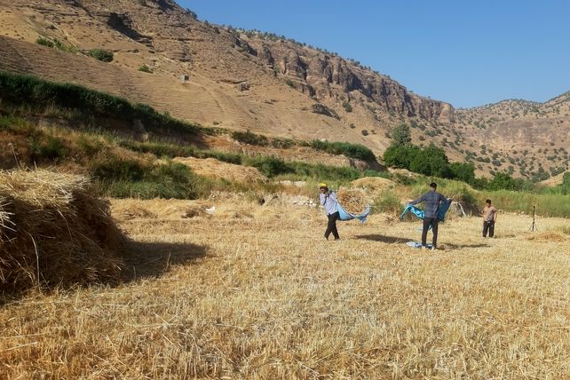 برداشت گندم در روستای بیدله