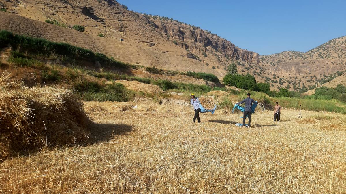 برداشت گندم در روستای بیدله