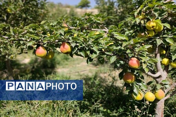 فصل زیبای پاییز در شهر بار نیشابور 