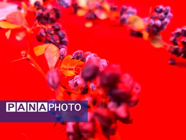 دومین جشنواره زرشک سیاه در روستای تیل شهرستان شبستر