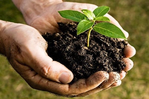 امکان حضور دانش‌آموزان در جشنوراه روز جهانی خاک فراهم شد