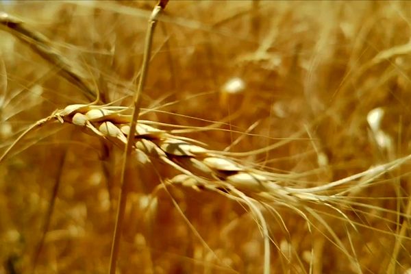 خرید تضمینی گندم از مرز ۵ میلیون تن گذشت