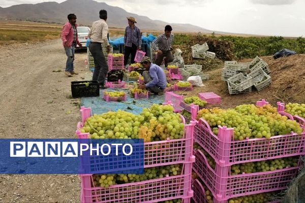 کیل گیری محصولات کشاورزی در شهرستان فاروج