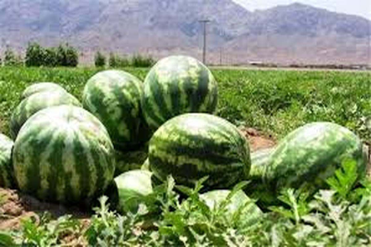 تولید ۸ هزار تن هندوانه در اراضی شهرستان فراشبند