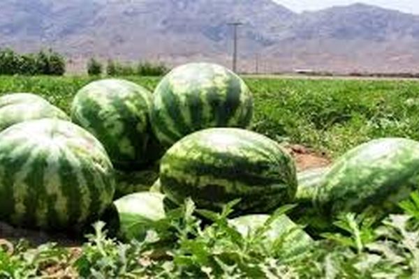 تولید ۸ هزار تن هندوانه در اراضی شهرستان فراشبند