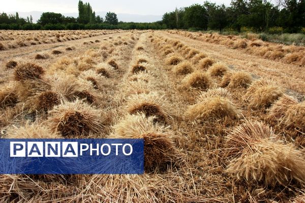 آغاز برداشت گندم در شهرستان ارومیه