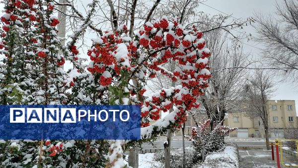 بروجن در پوشش سفیدی برف