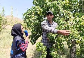  آغاز برداشت گلابی از باغات سرسبز کلاته رودبار